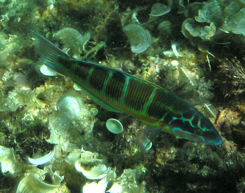 Thalassoma pavo